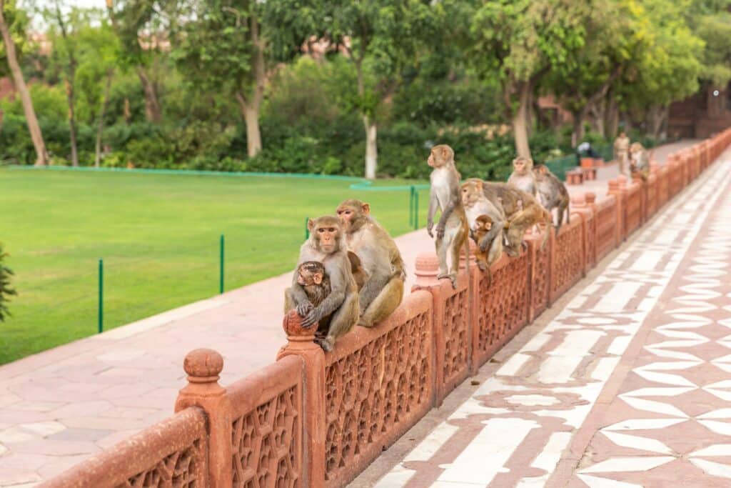 Macacos cinza em cima de um muro marrom com vegetação ao fundo para ilustrar o post seguro viagem Agra. - Foto: Nina Luong via Unsplash