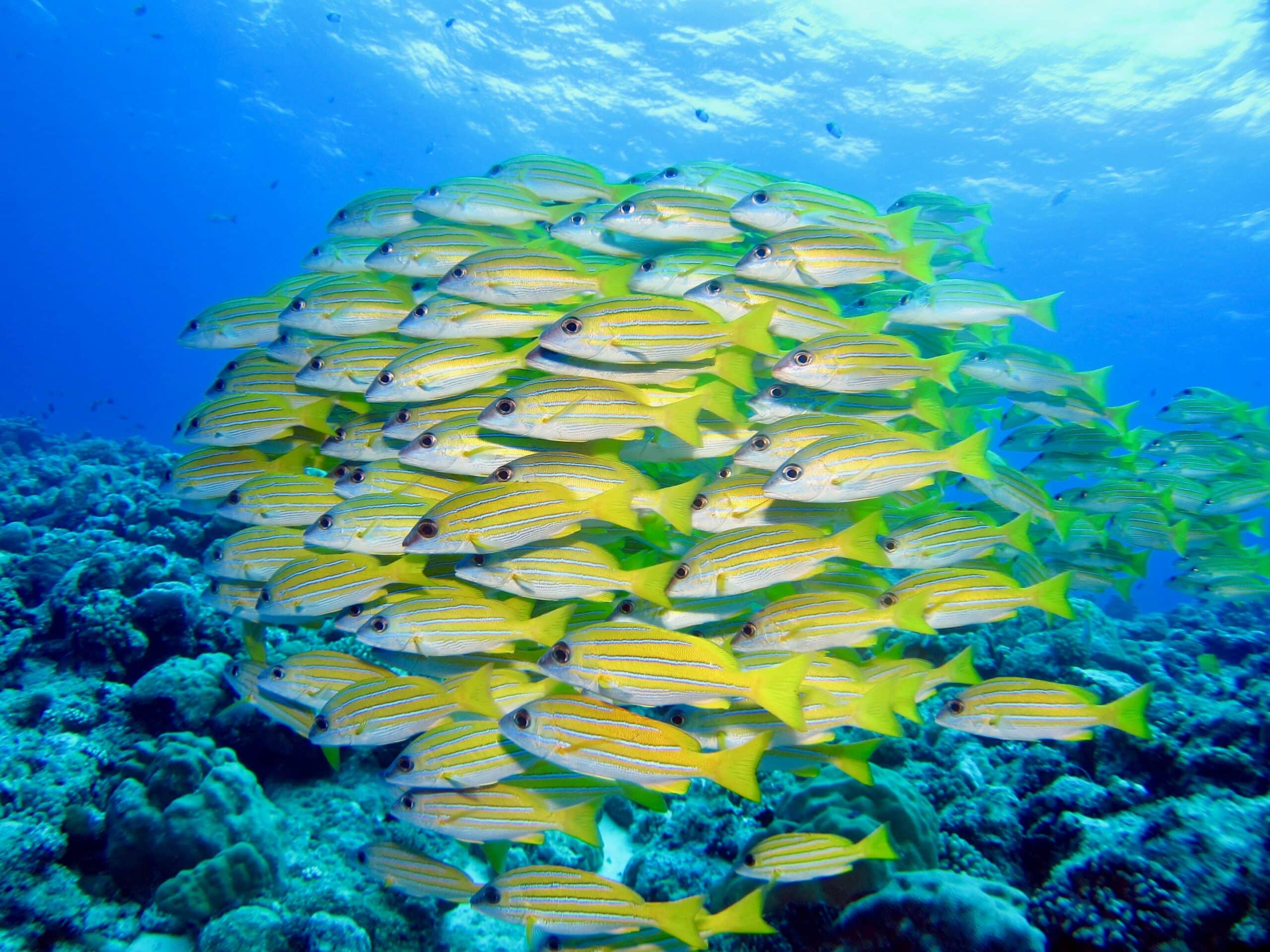Vista de cardume de peixes amarelos no mar de Palau.