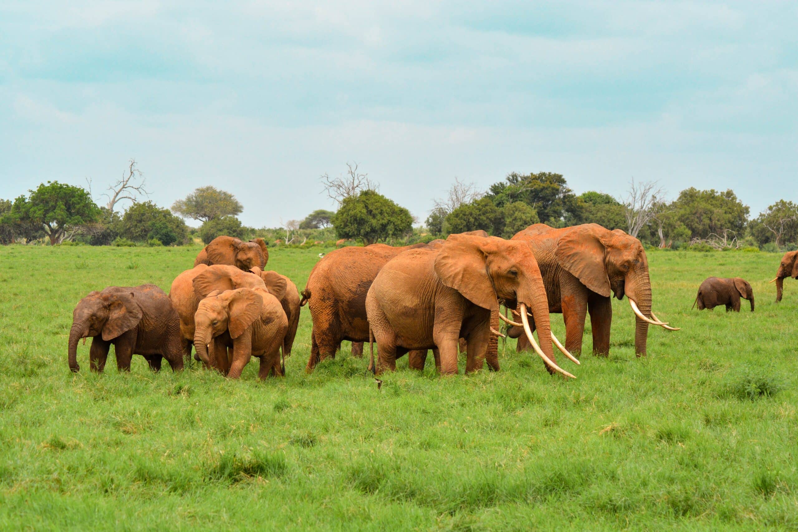 Manada de elefantes no Parque Nacional Tsavo, Quênia.