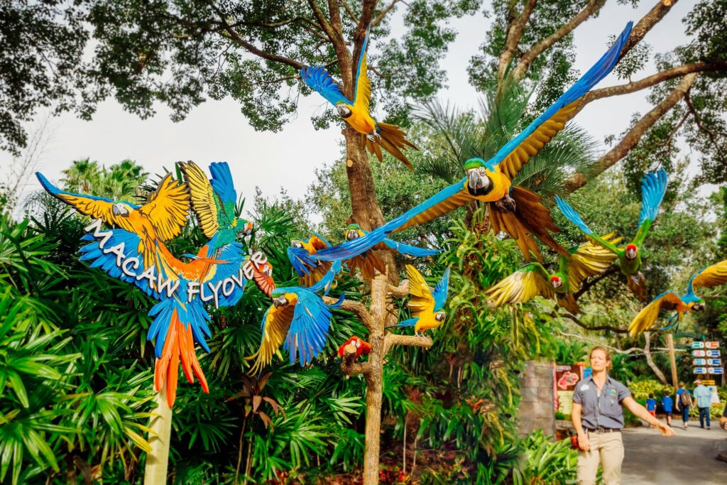 Papagaios da cor amarela e azul voando no Lowry Park Zoo