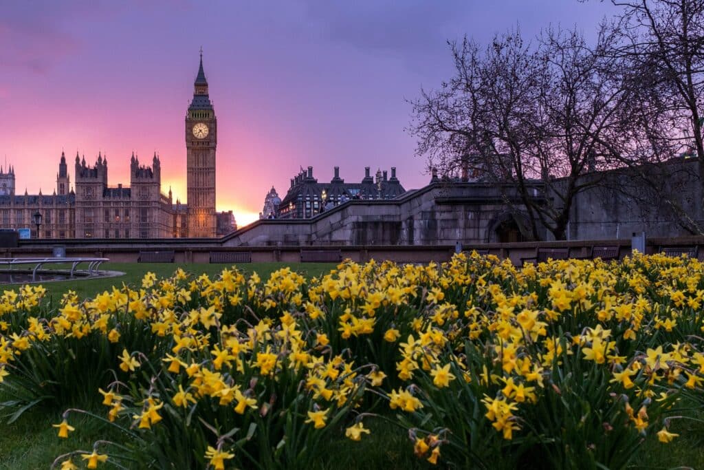 vista da torre do relógio da Big Ben partindo do Westminster em um campo de flores amarelas e um pôr do sol em tons de laranja e roxo, que ilustra o post de chip celular Londres