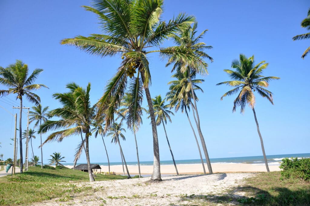 Palmeiras inclinadas com o vento em uma praia de Imbassaí para ilustrar o post Melhores resorts all inclusive. - Foto: Turismo Bahia via Flickr