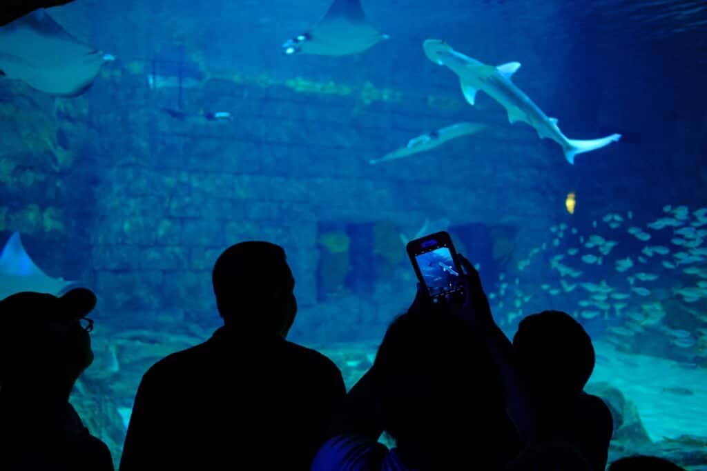 Uma pessoa segurando um celular para fotografar um dos aquários do Sea World em Orlando