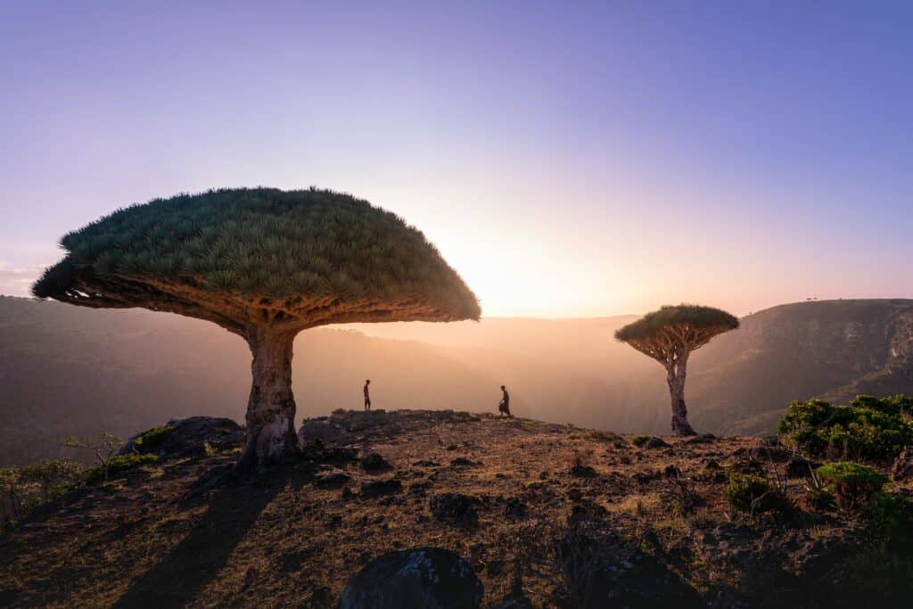 Árvores sangue de dragão encontrada no arquipélago de Socotra, ilustrando post seguro viagem Iêmen.