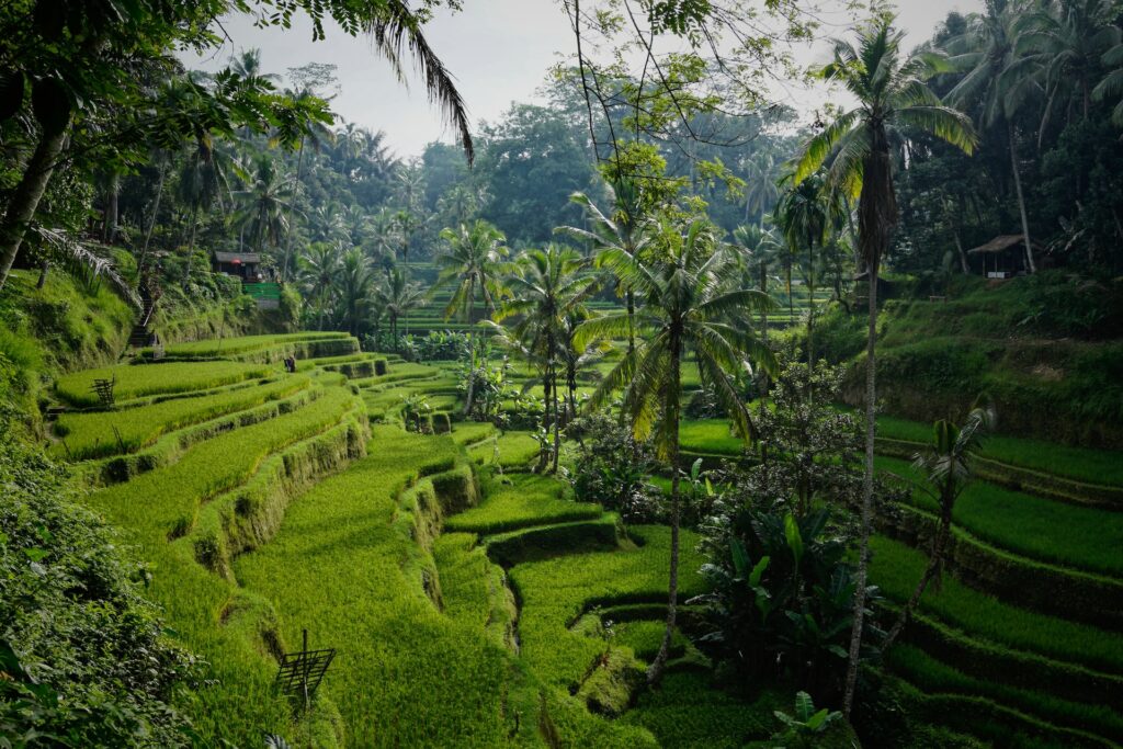 Tegallalang Rice Terrace e seus campos verdes, durante o dia.