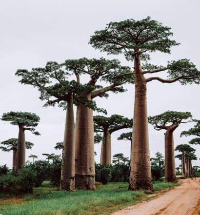 Grandes árvores em volta de uma avenida de terra durante o dia, ilustrando post seguro viagem Madagascar.