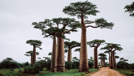 Seguro viagem Madagascar – Saiba como escolher o melhor