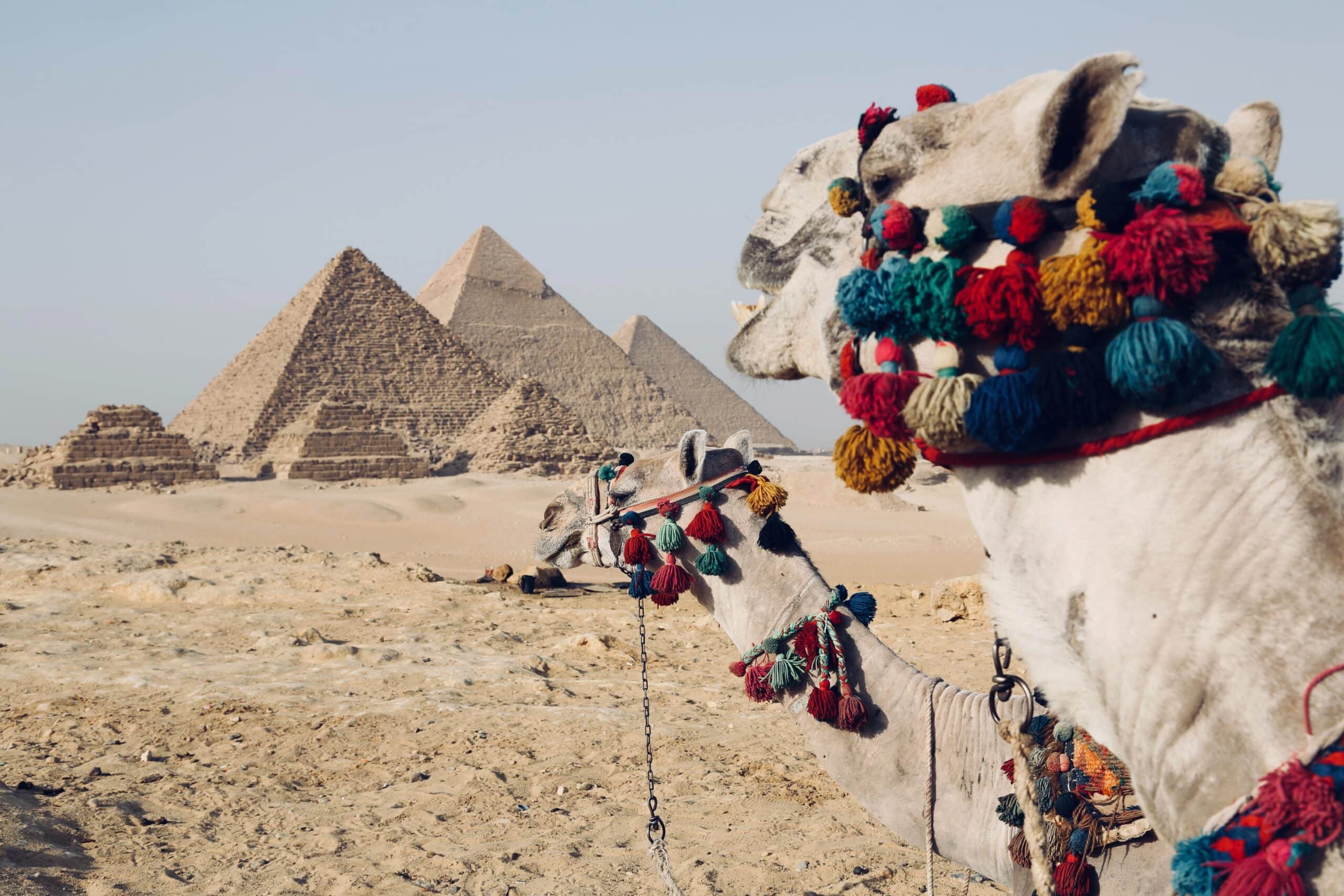 Camelo em frente as pirâmides no Cairo, Egito no areia em volta e céu claro.