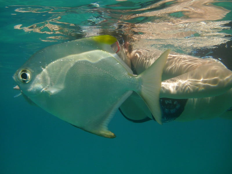 Imagem de um peixe em cores prata e amarelo e uma mulher ao fundo durante um mergulho.