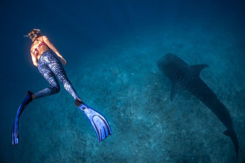 mulher de costas e com pés de pato mergulhando com um tubarão baleia para ilustrar o post de chip celular Maldivas