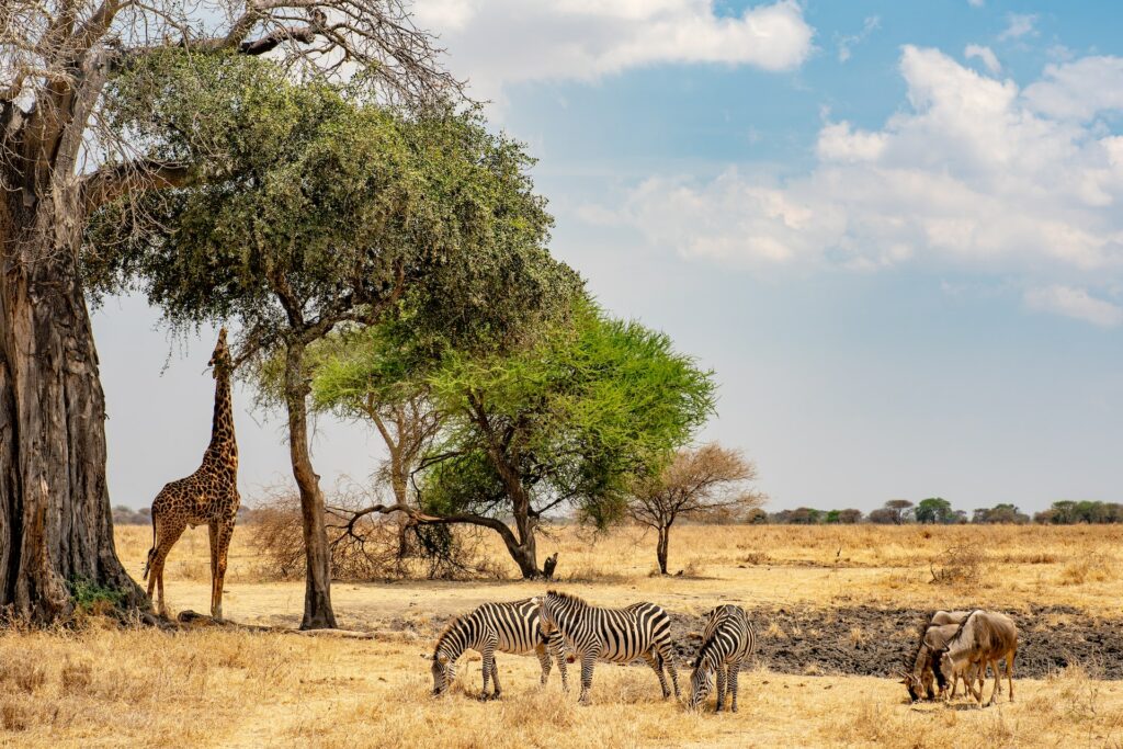 Safari e parque Ngorongoro Crater com zebras, gnus, girafa e algumas árvores com folhagem verdes ao fundo durante o dia, ilustrando post seguro viagem Tanzânia.