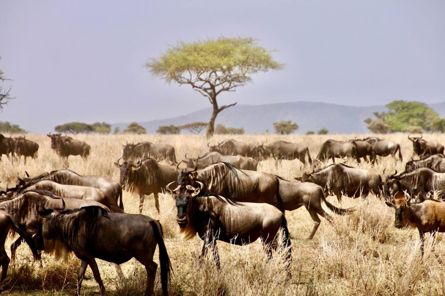 Búfalos andando no parque nacional do Serengeti em meio a a vegetação local em um dia azul com sol.