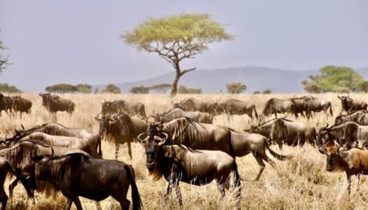 Seguro viagem Serengeti: Saiba como e onde contratar