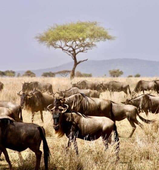 Búfalos andando no parque nacional do Serengeti em meio a a vegetação local em um dia azul com sol.
