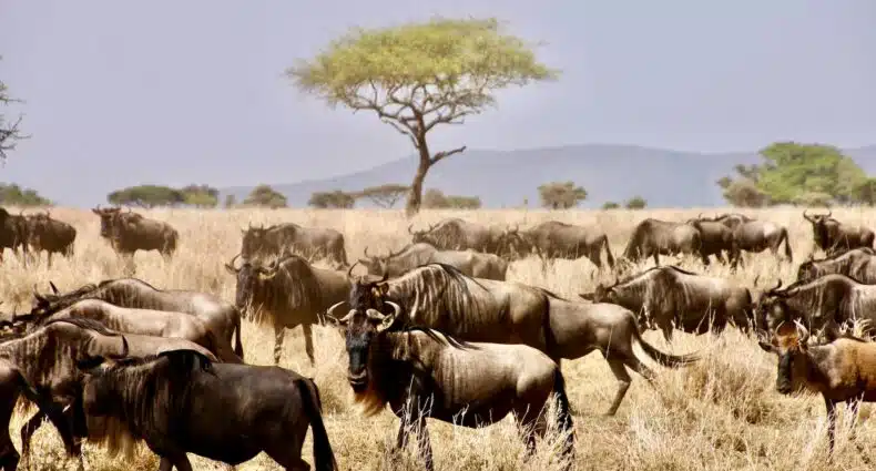 Búfalos andando no parque nacional do Serengeti em meio a a vegetação local em um dia azul com sol.