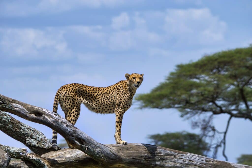 Uma cheeta em um galho e ao fundo vegetação típica no Parque Nacional do Serengeti para representar o seguro viagem Serengeti.