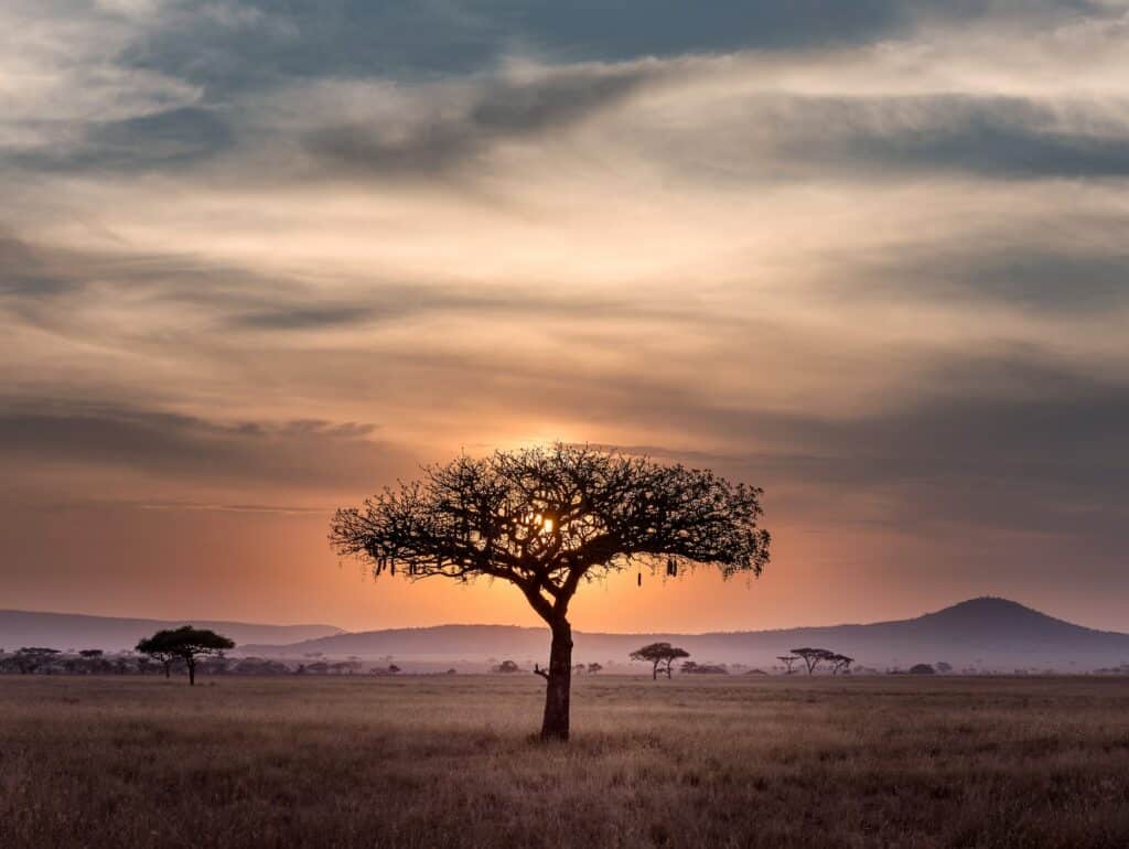 Foto durante o pôr do sol do Parque Nacional do Serengeti, conta com uma árvore marrom ao meio cercada de vegetação típica para representar o seguro viagem Serengeti.