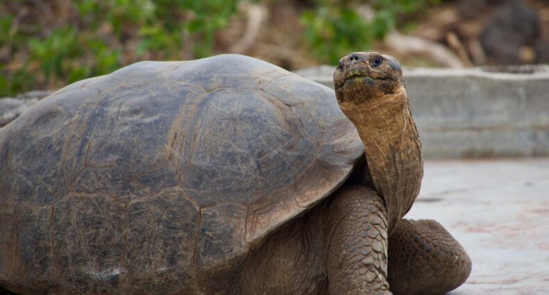 Uma simpática Tartaruga-das-galápagos olha em direção à câmera, a tartaruga é gigante e há alguma vegetação atrás dela, para ilustrar o chip celular Galápagos