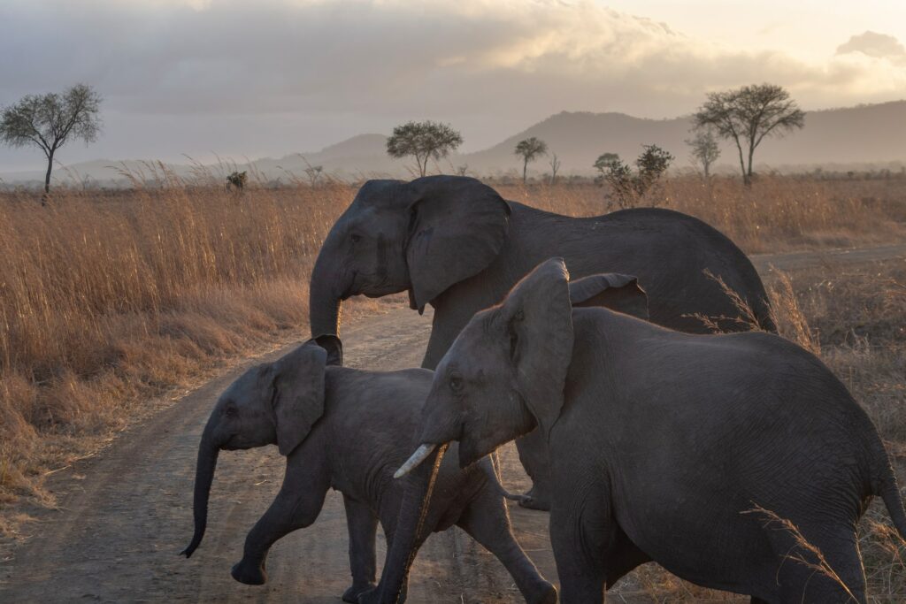 Três elefantes, uma grande, um médio e um pequeno em uma das reservas na Tanzânia