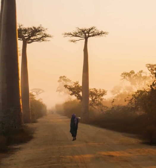 pessoa com roupas típicas africanas de costas caminhando pela Avenida dos Baobás, uma estrada de terra com as árvores na beirada, na cidade de Morondava, para ilustrar o post de chip celular Madagascar