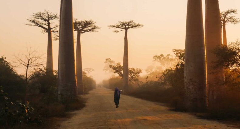 pessoa com roupas típicas africanas de costas caminhando pela Avenida dos Baobás, uma estrada de terra com as árvores na beirada, na cidade de Morondava, para ilustrar o post de chip celular Madagascar