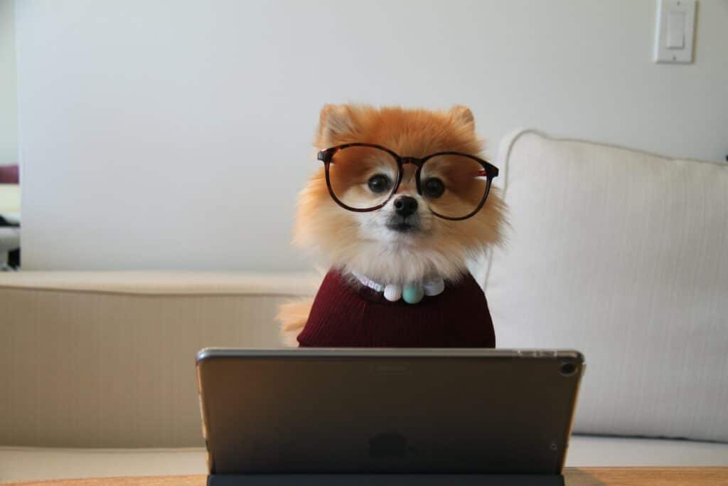 Cachorro da raça Spitz Alemão (também conhecido como Lulu da Pomerânia), de cor caramelho, usando um óculos de humano, sem lentes, e um colar e um suéter cor vinho, usando um tablet, para ilustrar que o ETIAS é um documento solicitado pela internet