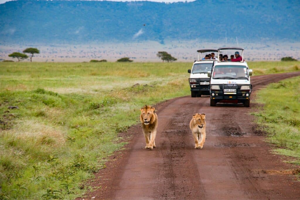Uma estrada de terra com dois jipes brancos, e alguns leões mais a frente dos veículos caminhando