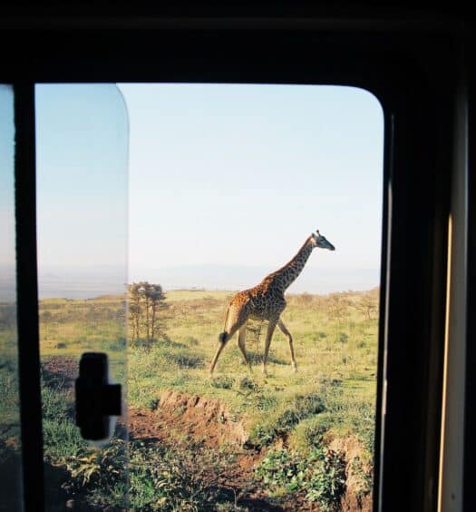 Uma janela de uma van dando vista para um lugar verde e amplo com uma girafa caminhando perto do automóvel, para representar chip celular Serengeti