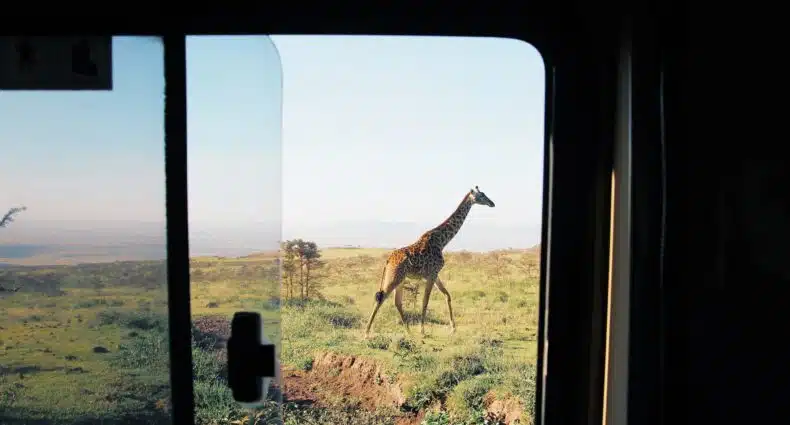 Uma janela de uma van dando vista para um lugar verde e amplo com uma girafa caminhando perto do automóvel, para representar chip celular Serengeti