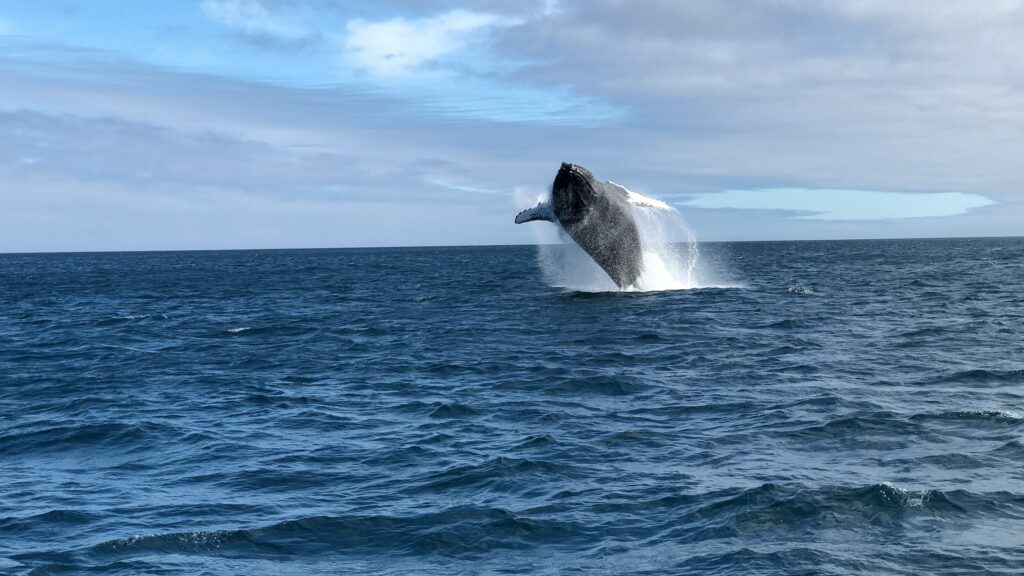 baleia preta saltando para fora da água muito azul na Ilha de Santa Cruz, há várias nuvens no céu azul claro, para ilustrar o post de chip celular Galápagos