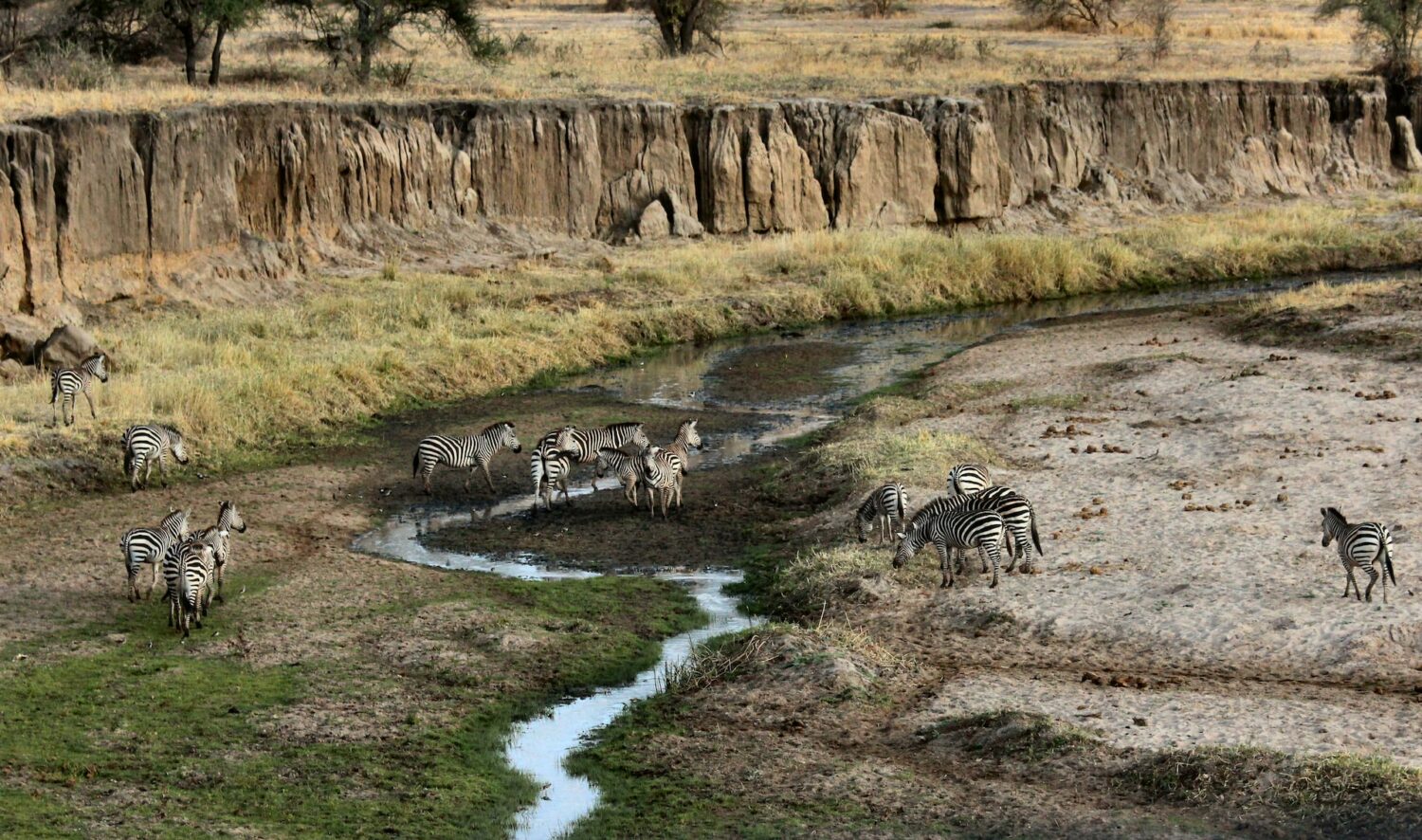 Uma reserva natural com um pequeno riacho passando e alguns animais bebendo água, para representar chip celular Tanzânia