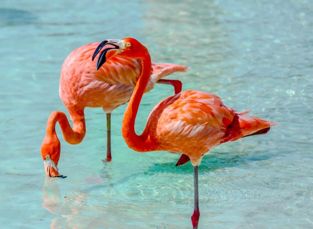 dois flamingos bem no centro da imagem. Um está mais a frente, com o bico entreaberto e uma perna recolhida, o outro está mais atrás, com o pescoço curvado para baixo e bicando a água cristalina, onde ambos estão