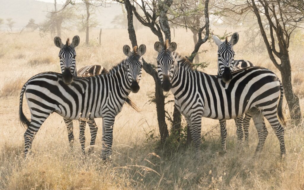 Quatro zebras próximas uma da outra e olhando em direção da câmera, atrás delas há árvores e muito mato