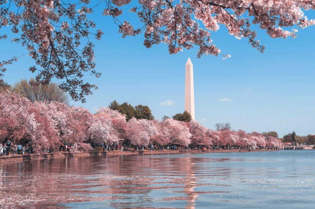 Primavera em Washington com árvores floridas no parque. Um monumento logo atrás e na frente um grande lago, um céu azul emoldura a imagem para representar o chip de viagem Washington.