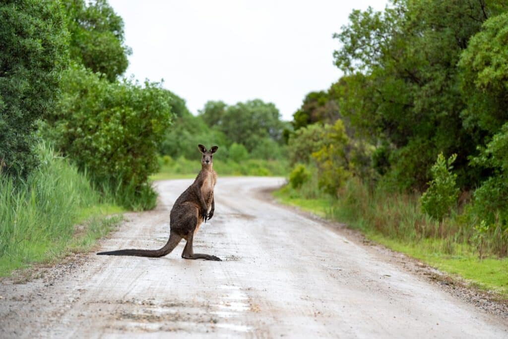 uma estrada de terra com vegetação de ambos os lados com um curioso canguru parado no meio da estrada, observando a câmara em East Gippsland, Victoria, na Austrália para ilustrar o post de chip celular Oceania
