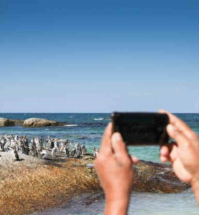Um homem segurando o celular na horizontal enquanto fotografa um grupo de pinguins que estão perto do mar