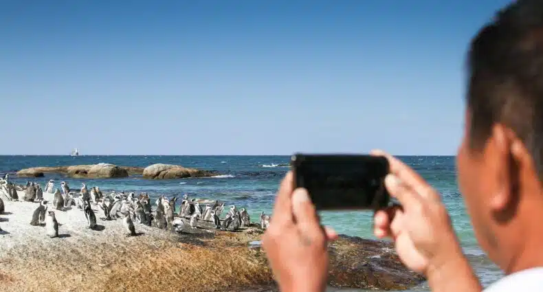 Um homem segurando o celular na horizontal enquanto fotografa um grupo de pinguins que estão perto do mar