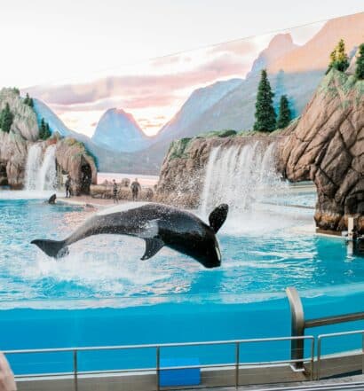 Uma baleira pequena pulando dentro de uma piscina cercada por vidro com pessoas assistindo, para representar hotéis perto do SeaWorld