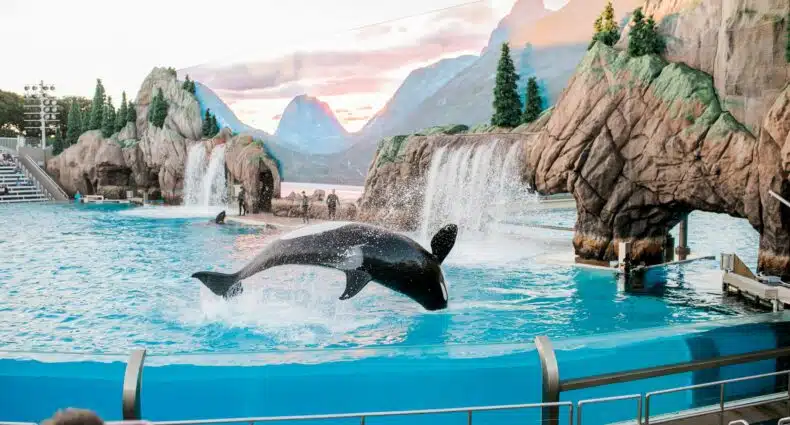 Uma baleira pequena pulando dentro de uma piscina cercada por vidro com pessoas assistindo, para representar hotéis perto do SeaWorld