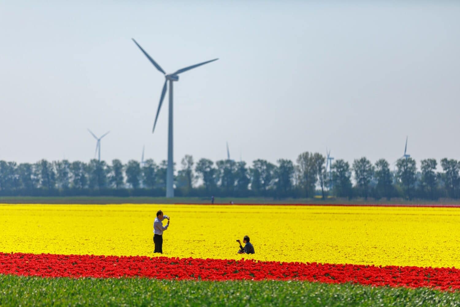 Duas pessoas em um campo de tulipas amarelas e vermelhas para ilustrar o post sobre seguro viagem Holanda. Há um moinho de ventos mais ao longe e algumas árvores. - Foto: Martijn Baudoin via Unsplash