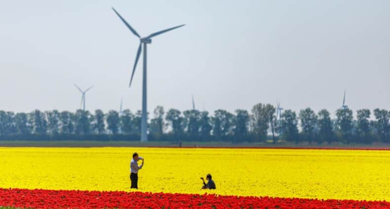 Duas pessoas em um campo de tulipas amarelas e vermelhas para ilustrar o post sobre seguro viagem Holanda. Há um moinho de ventos mais ao longe e algumas árvores. - Foto: Martijn Baudoin via Unsplash