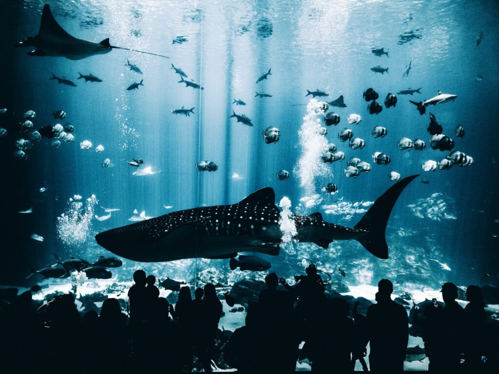 Silhueta de diversas pessoas olhando uma baleia em um aquário. Há diversos peixes nadando acima da baleia. - Foto: Matt Helbig via Unsplash