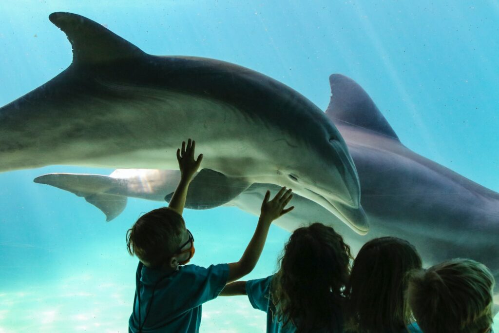 Algumas crianças em frente a um tanque com golfinhos dentro no SeaWorld