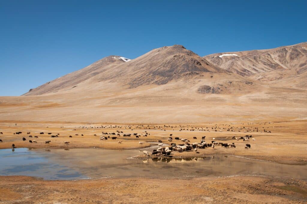 Vista de Murghab, Tajiquistão durante o dia com várias ovelhas espalhadas e um pequeno lago. Representa chip celular Tajiquistão.