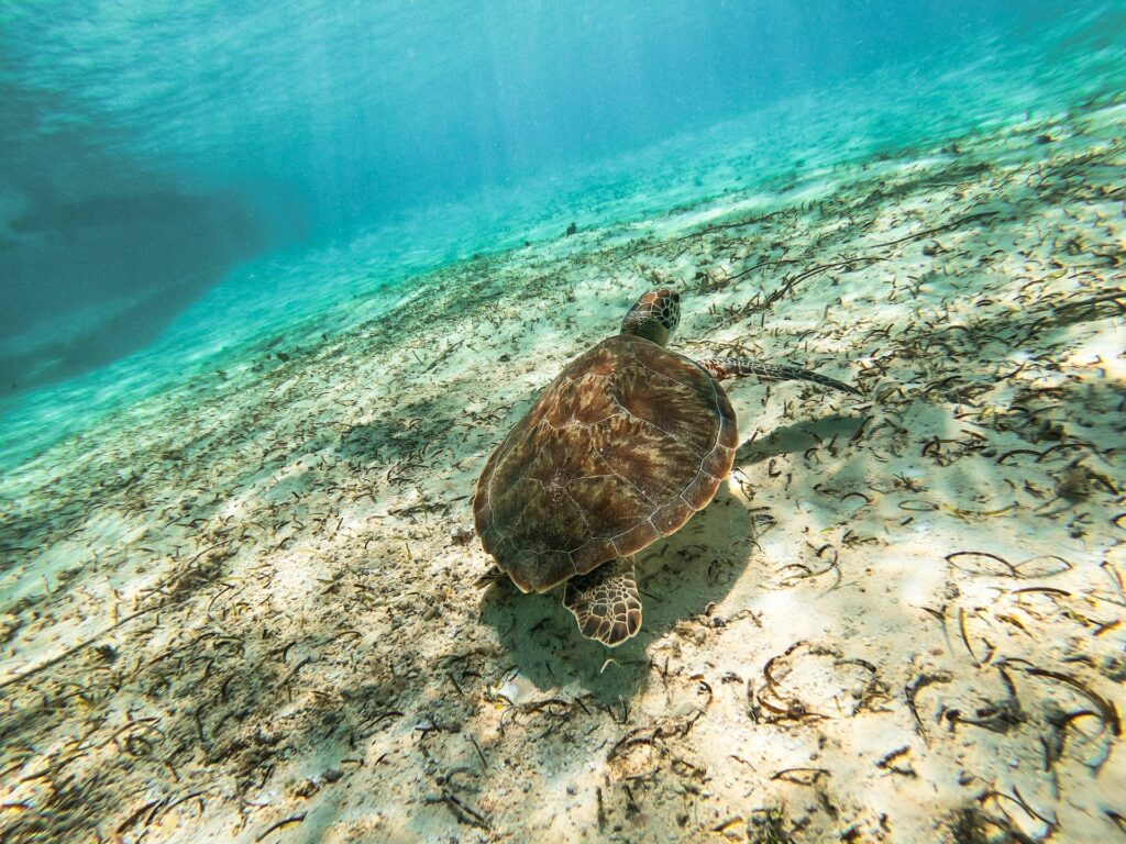 foto tirada embaixo d'água de uma tartaruga simpática nadando nas águas cristalinas esverdeadas com areia amarela suave abaixo em San Andrés e Providencia, para ilustrar o post de chip celular San Andres