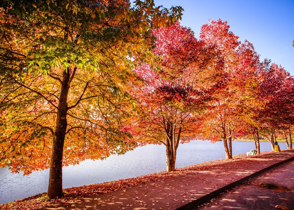 fileira de árvores com folhagens em tons terrosos, típico da estação de outono, com folhas caídas no chão, à beira do lago São Bernardo em São Francisco de Paula
