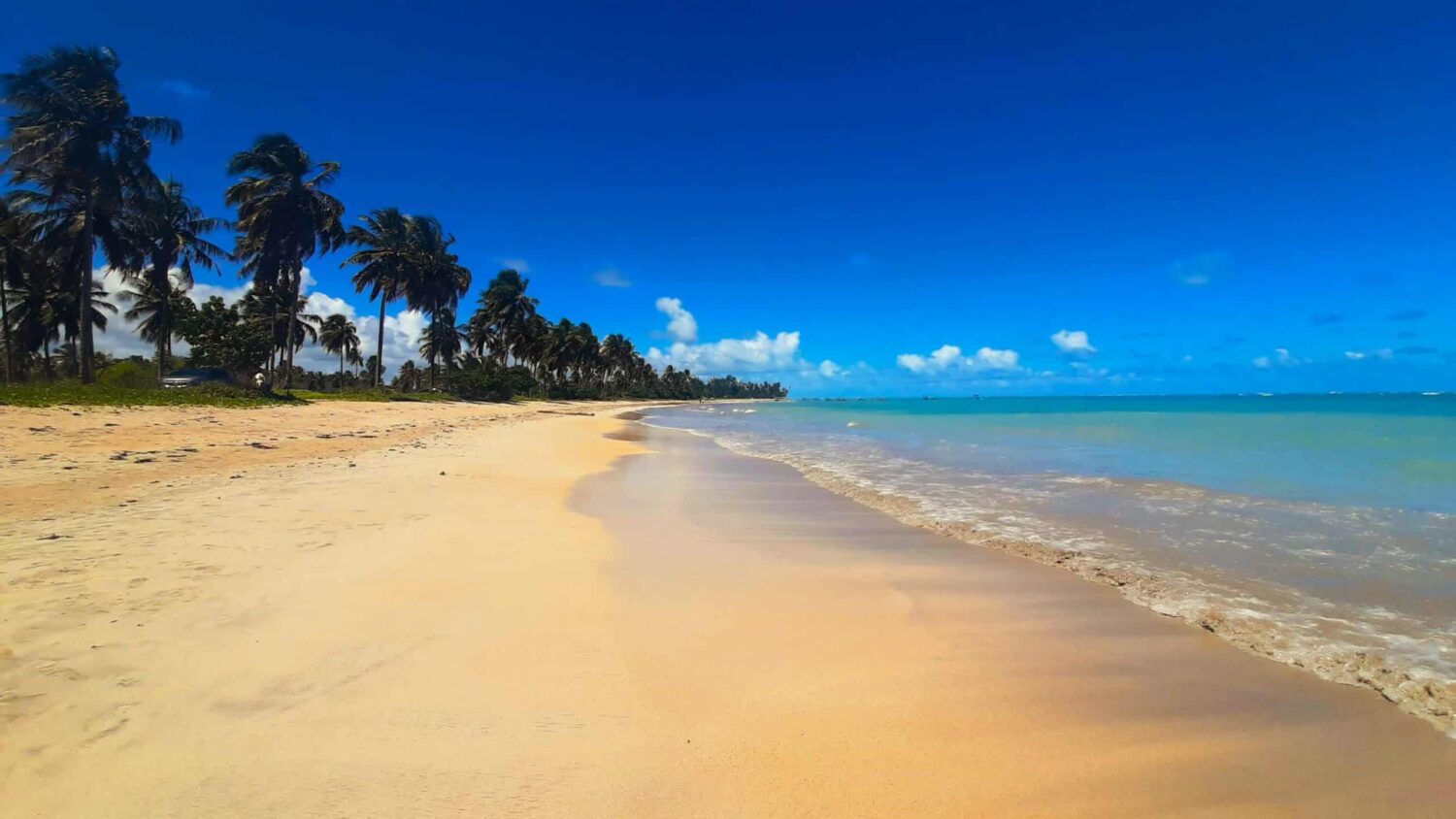 Praia de São Miguel dos Milagres, sendo do lado esquerdo o mar azul com poucas ondas, no meio um banco de areia branco e à direita tem coqueiros balançando com o vento