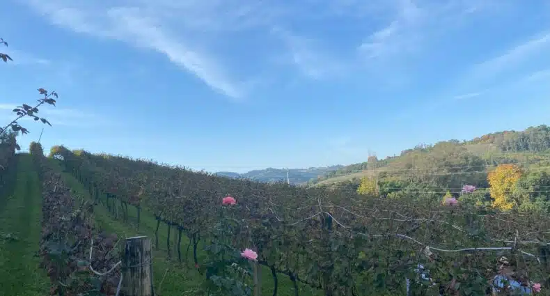 Vinhas secas na Pizzato, uma das vinícolas no Vale dos Vinhedos, em Bento Gonçalves, em época de dormência das plantas