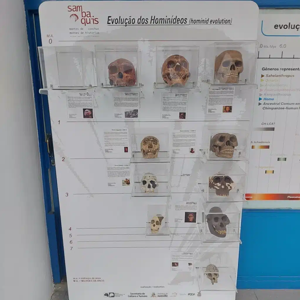 exposição de várias caveiras humanas em frente a um quadro informativo do Museu Arqueológico de Sambaqui