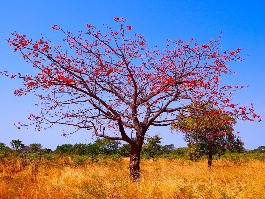 Imagem de uma árvore florida no meio da vegetação seca durante o dia no Togo.